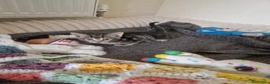 Mixed Breed 4