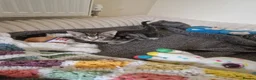 Mixed Breed cats for sale: 5 healthy kittens in Braintree - Advert 15