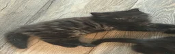 British Shorthair cats for sale: Beautiful kittens looking for a forever home  - Advert 2