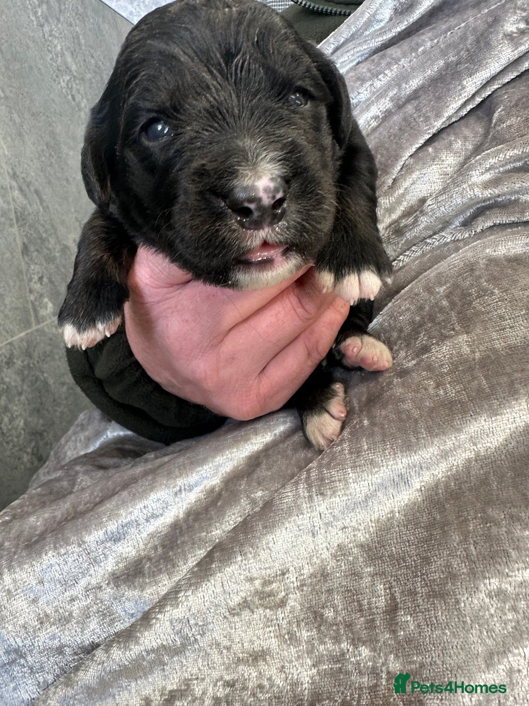 Bernese Mountain Dog dogs for sale: Wonderful litter of Golden Mountain Dogs - Advert 9