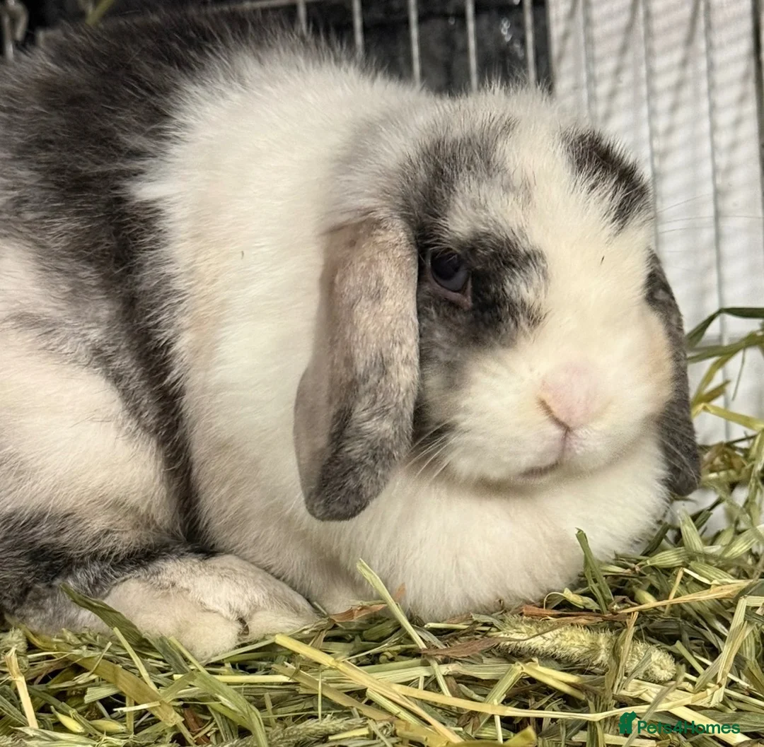 Mini Lop rabbits for sale: Female magpie mini lop - Advert 1