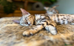 Bengal cats for sale: Beautiful Bengal Kittens Ready for Forever Homes - Image 36