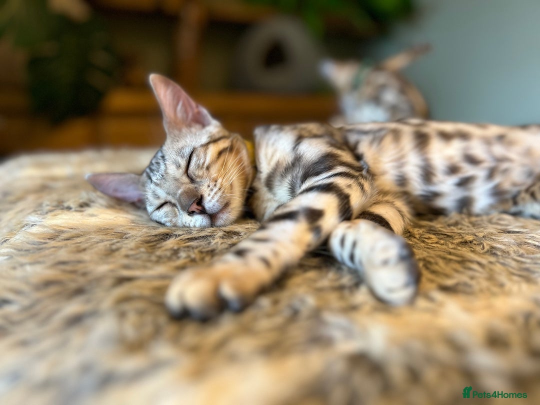 Bengal cats for sale: Beautiful Bengal Kittens Ready for Forever Homes - Image 36