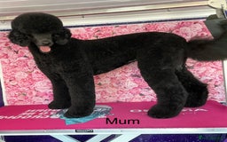 Mixed Breed dogs for sale: F1 Saint Bernedoodles - Image 2