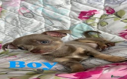 Chihuahua dogs for sale: Cute Chihuahua Pups - Image 8