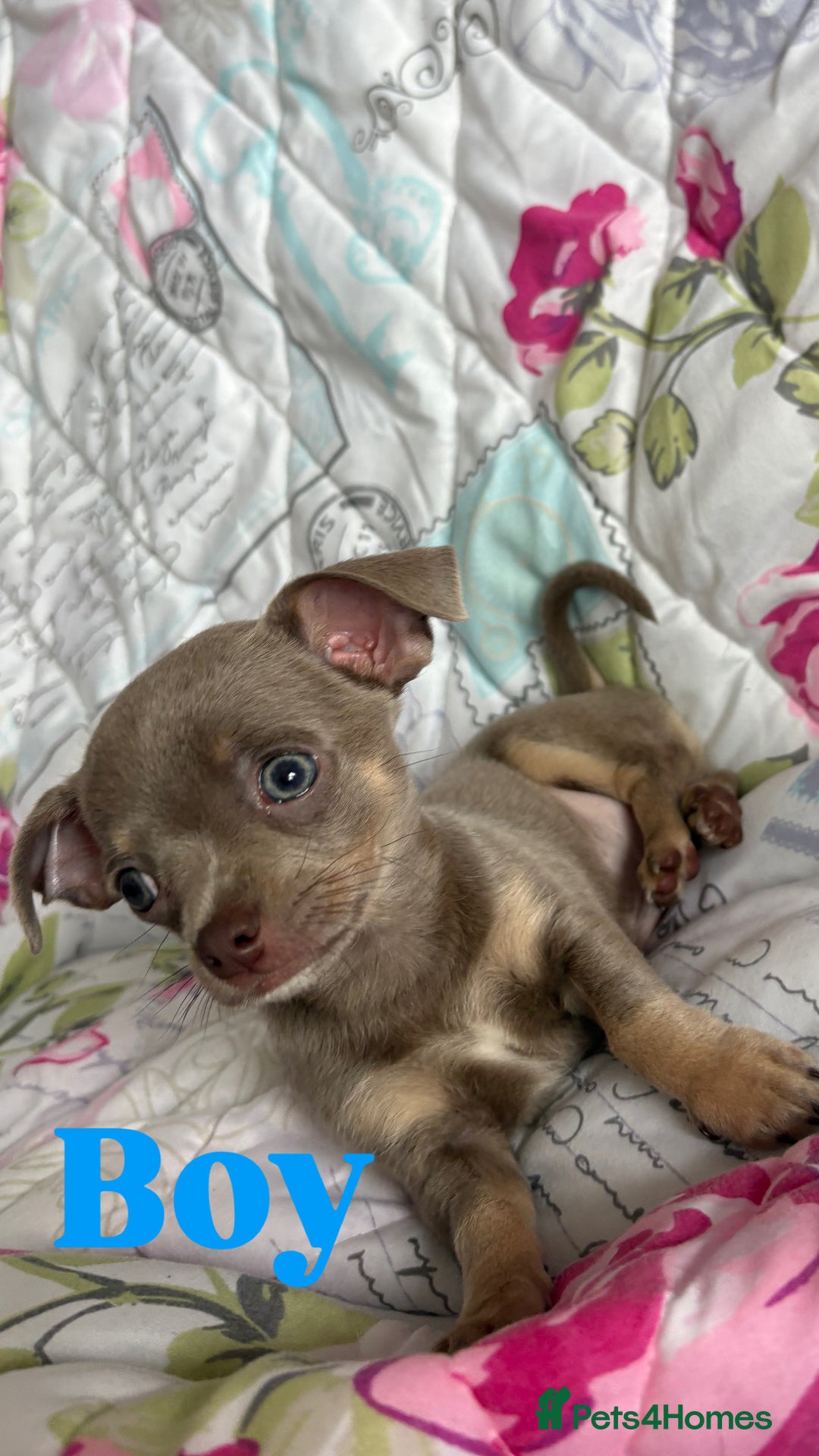 Chihuahua dogs for sale: Cute Chihuahua Pups - Image 8