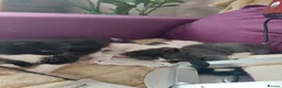 Mixed Breed cats for sale: 3 kittens  - Advert 22