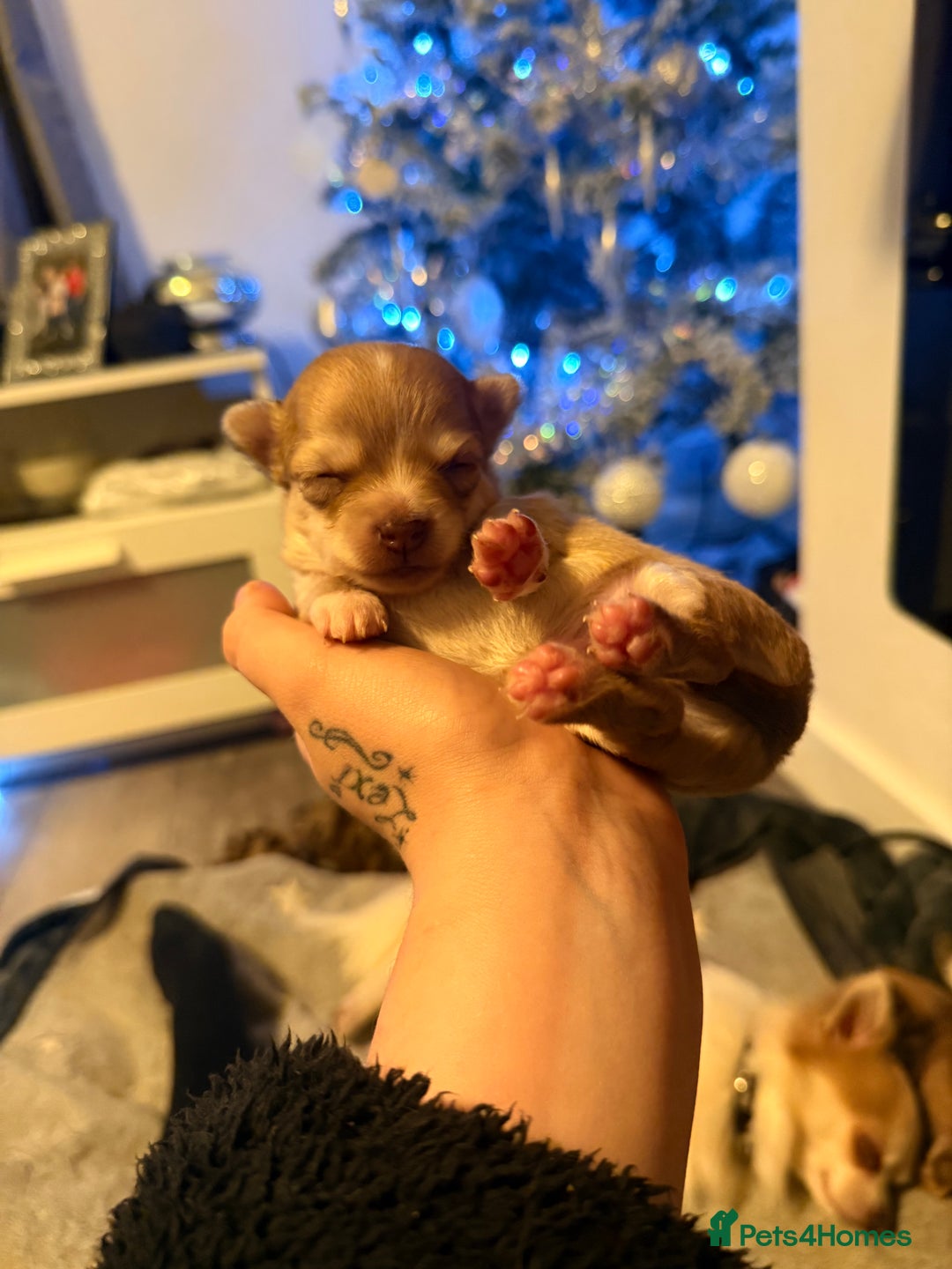 Chihuahua dogs for sale:  **  CHIHUAHUAS  - Advert 21