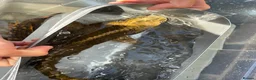 Koi Carp fish for sale: Koi carp/ghost carp - Advert 4