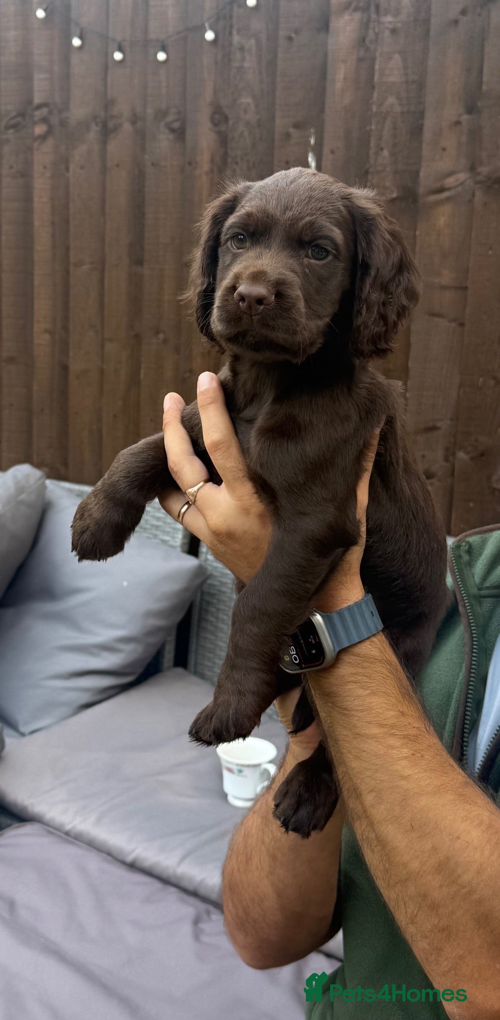 Cocker Spaniel dogs KC registered Cocker spaniel puppy - Advert 7