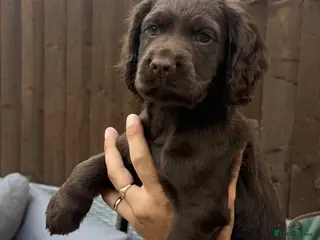 Cocker Spaniel dogs KC registered Cocker spaniel puppy - Advert 7