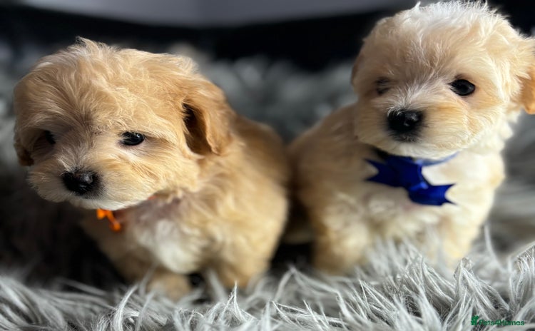 Maltipoo dogs - Advert 2