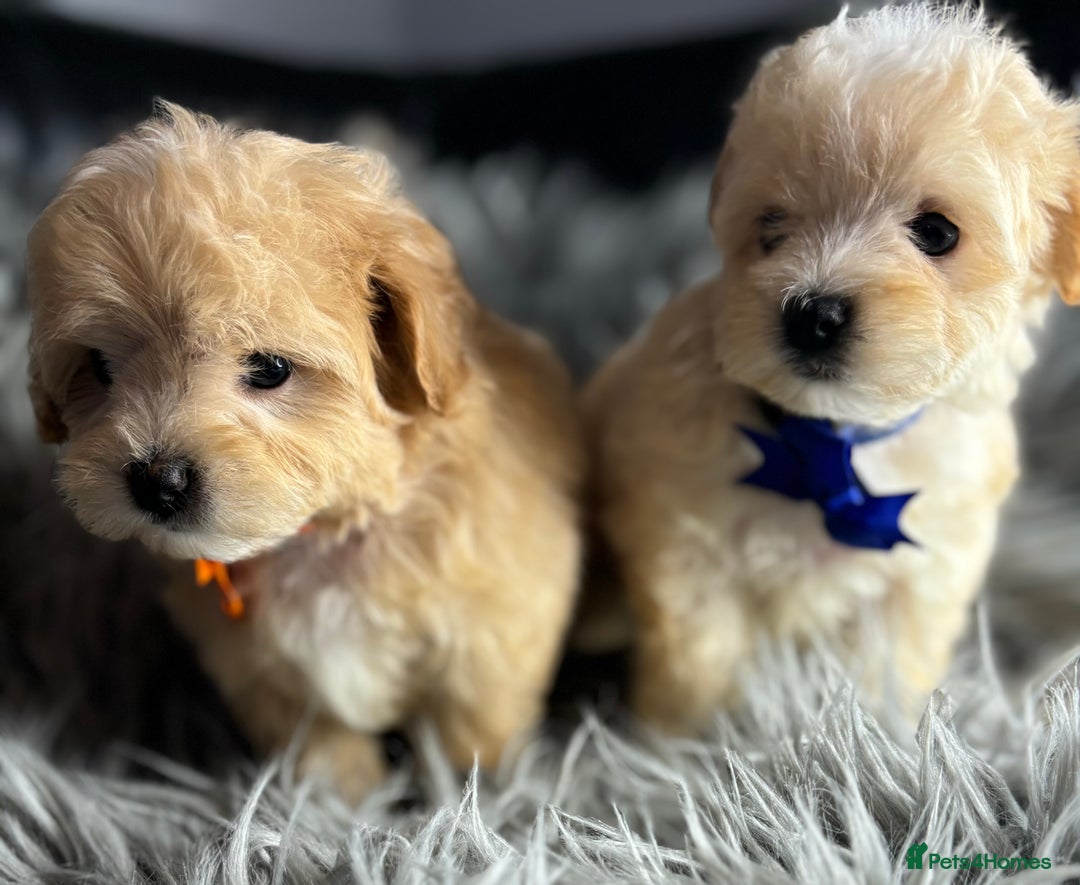 Maltipoo dogs for sale: TINY TOY F1 HEALTH TESTED MALTIPOO PUPS - Image 1