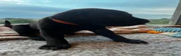 Labrador Retriever dogs for sale: Working line Labrador puppies - Advert 4