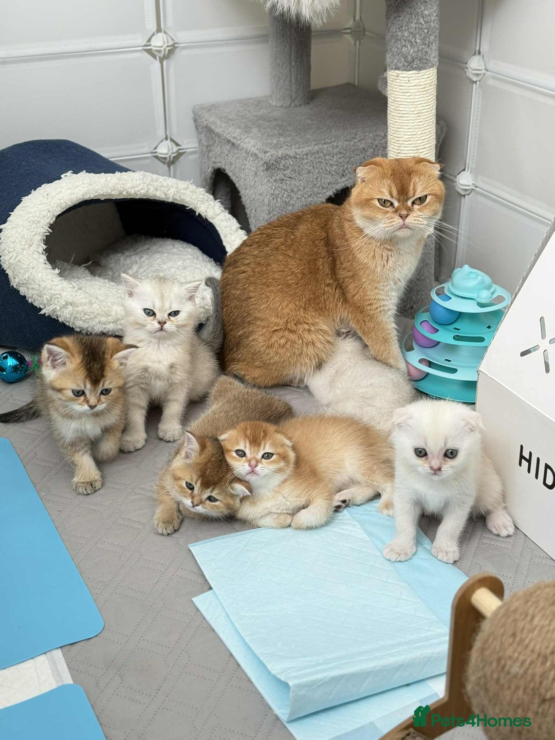 Scottish Fold cats for sale: Scottish straight/fold kittens 😸  - Image 21