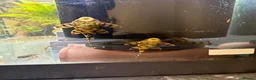 Plecos fish for sale: L397 for pick up only South Shields  in South Shields - Advert 2