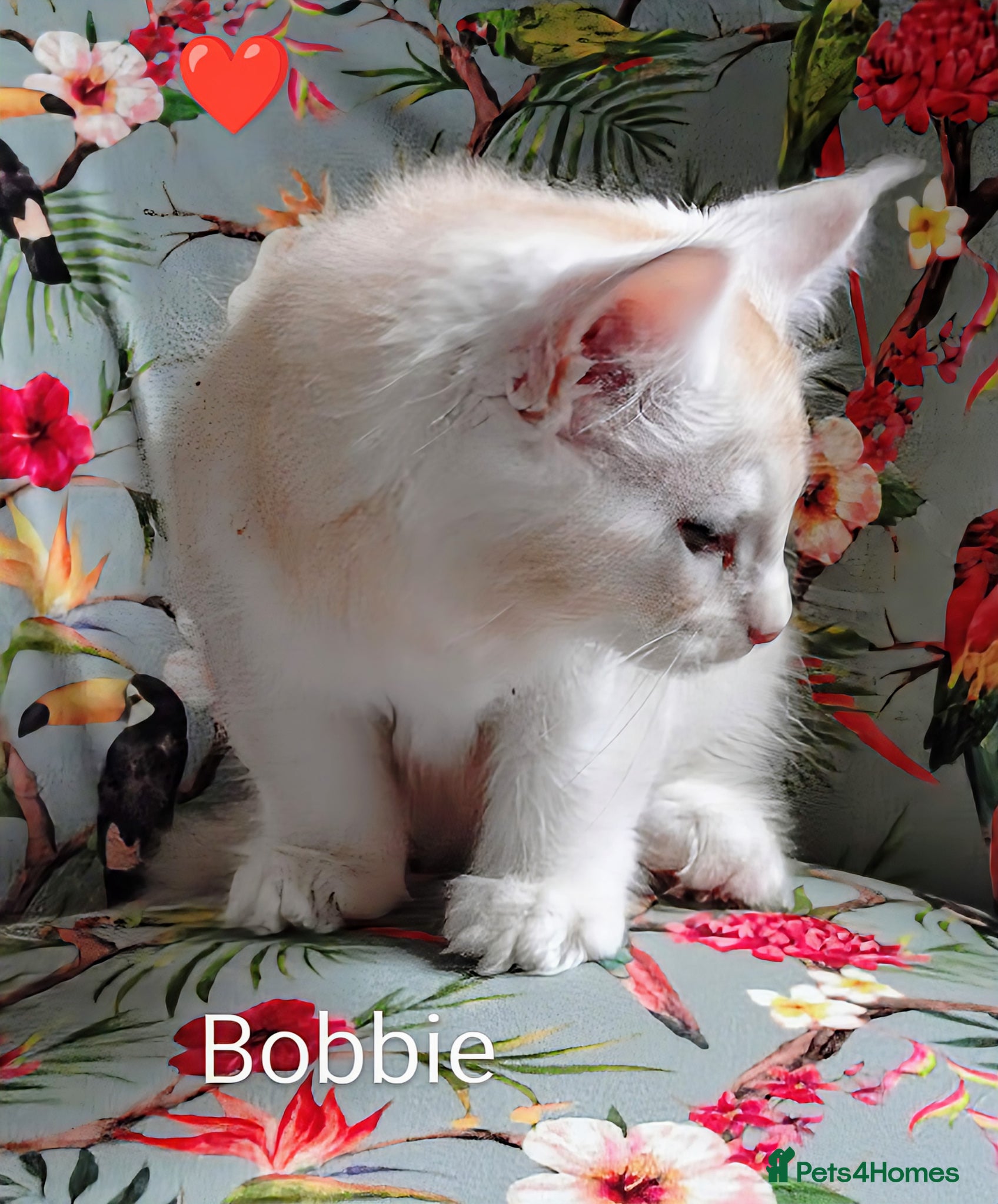 Maine Coon cats for sale: Maine coon boy kitten GCCF pedigree - Advert 4