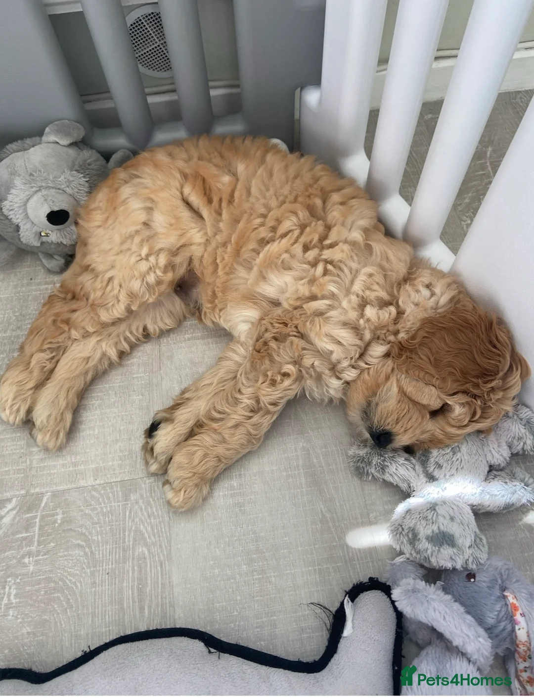 Labradoodle dogs for stud: Australian Labradoodle Stud (Health Tested) in Great Yarmouth - Advert 35