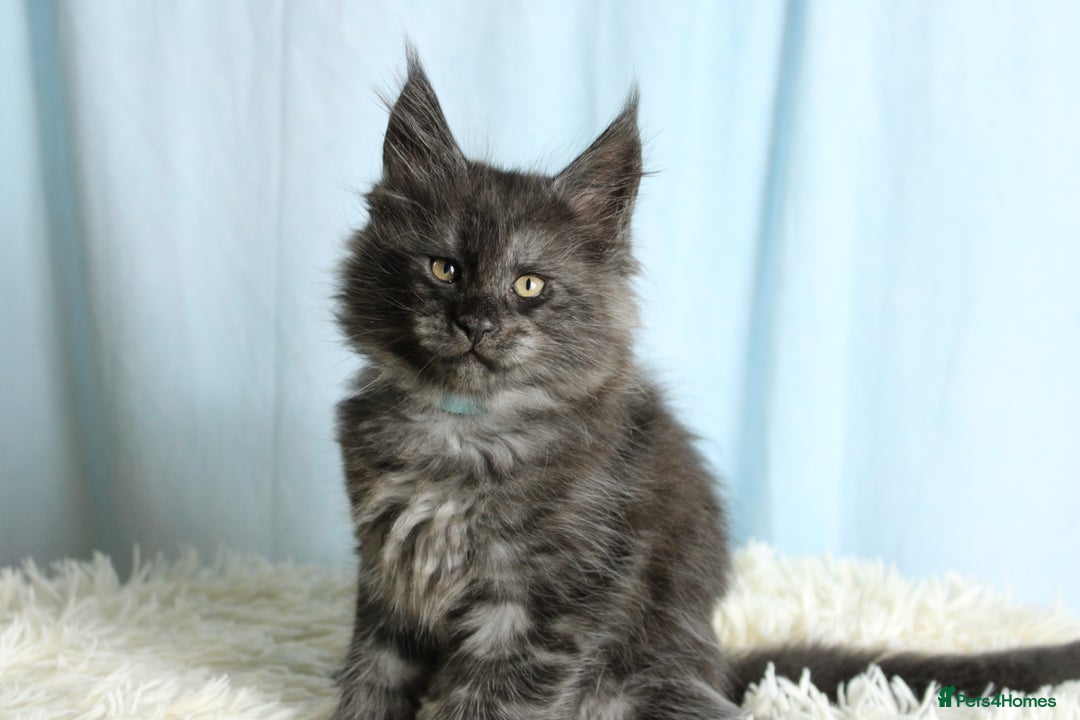Maine Coon cats for sale: 🔥Stunning Maine Coon kittens🔥 - Image 16