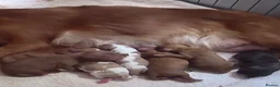 Cavalier King Charles Spaniel dogs for sale: Chocolate Visual CKCS  - Advert 3