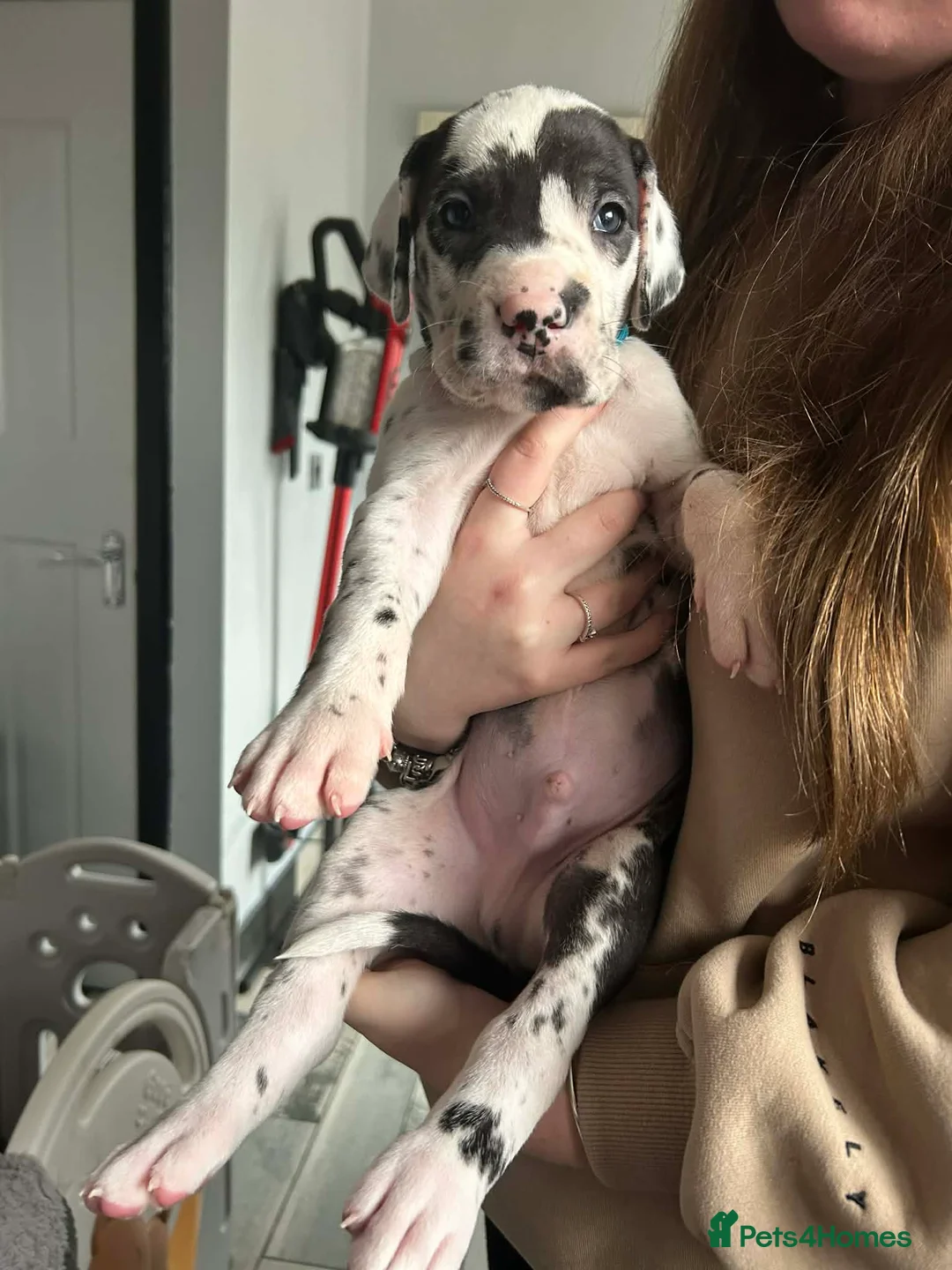 Great Dane dogs for sale: Chunky great dane puppies - Advert 6