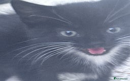 Mixed Breed cats for sale: cute kittens  - Image 8