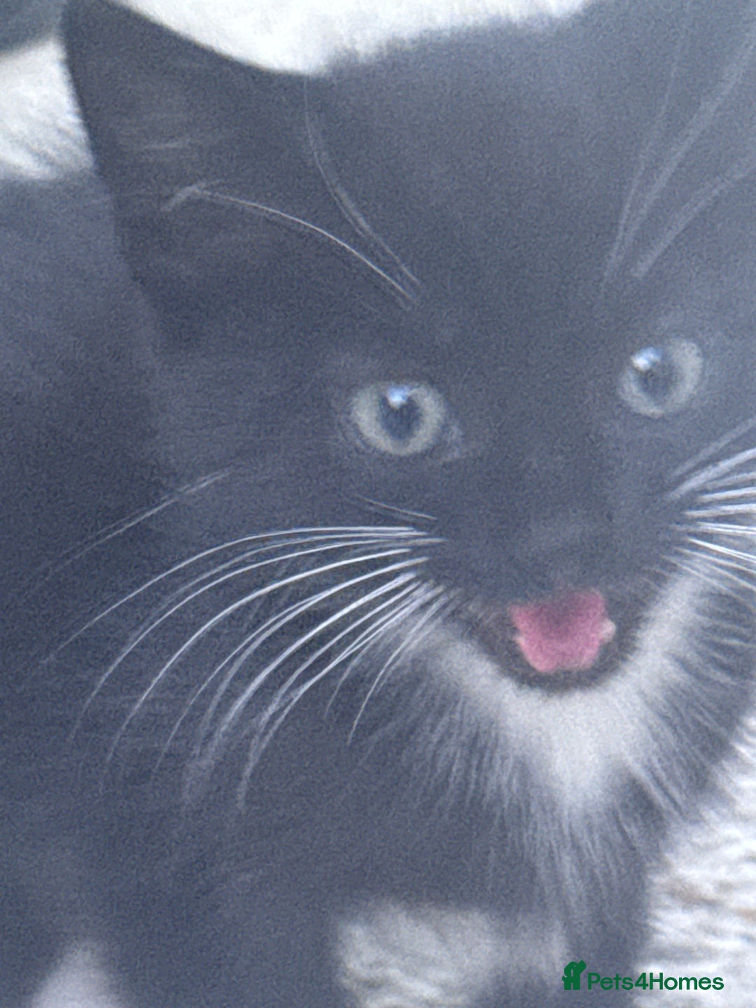 Mixed Breed cats for sale: cute kittens  - Image 8