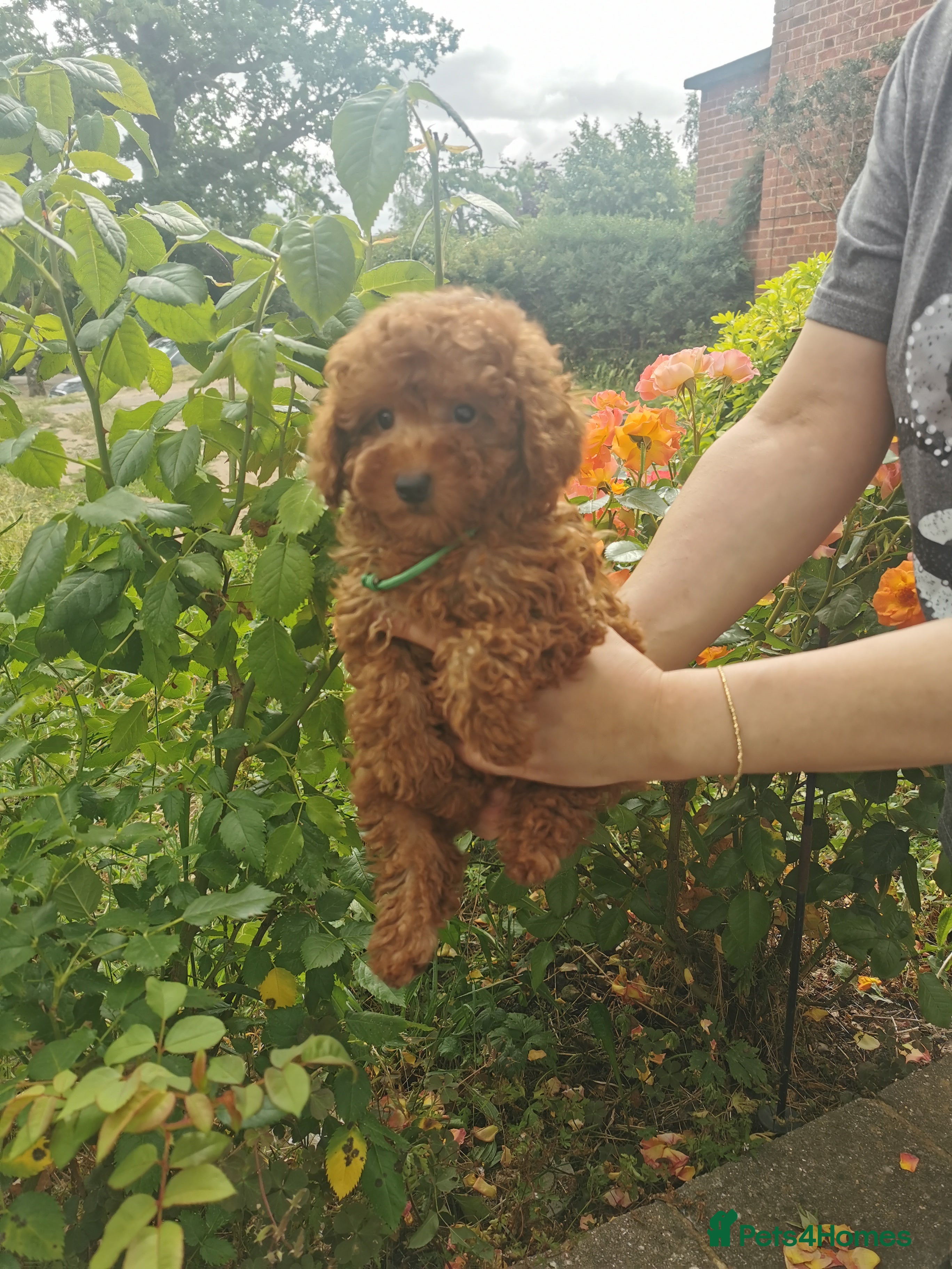 Toy Poodle dogs RED TOY POODLE PUPPY KC REG AND DNA CLEAR - Advert 2
