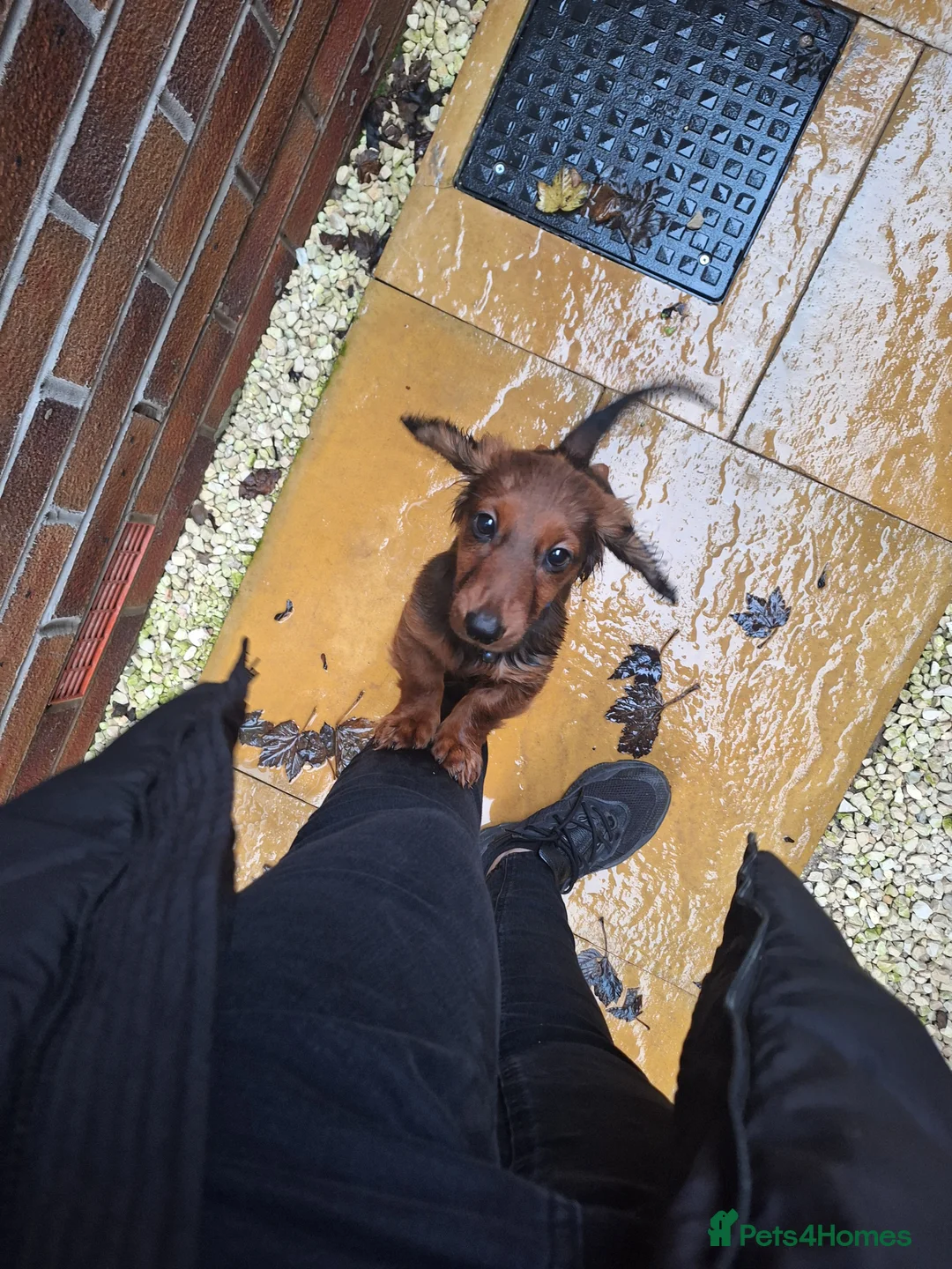 Miniature Dachshund dogs for sale: 6 month miniature long hair dachshund - Advert 19