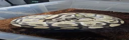Python Snake reptiles for sale: Desert ghost het clown male proven breeder  - Advert 2