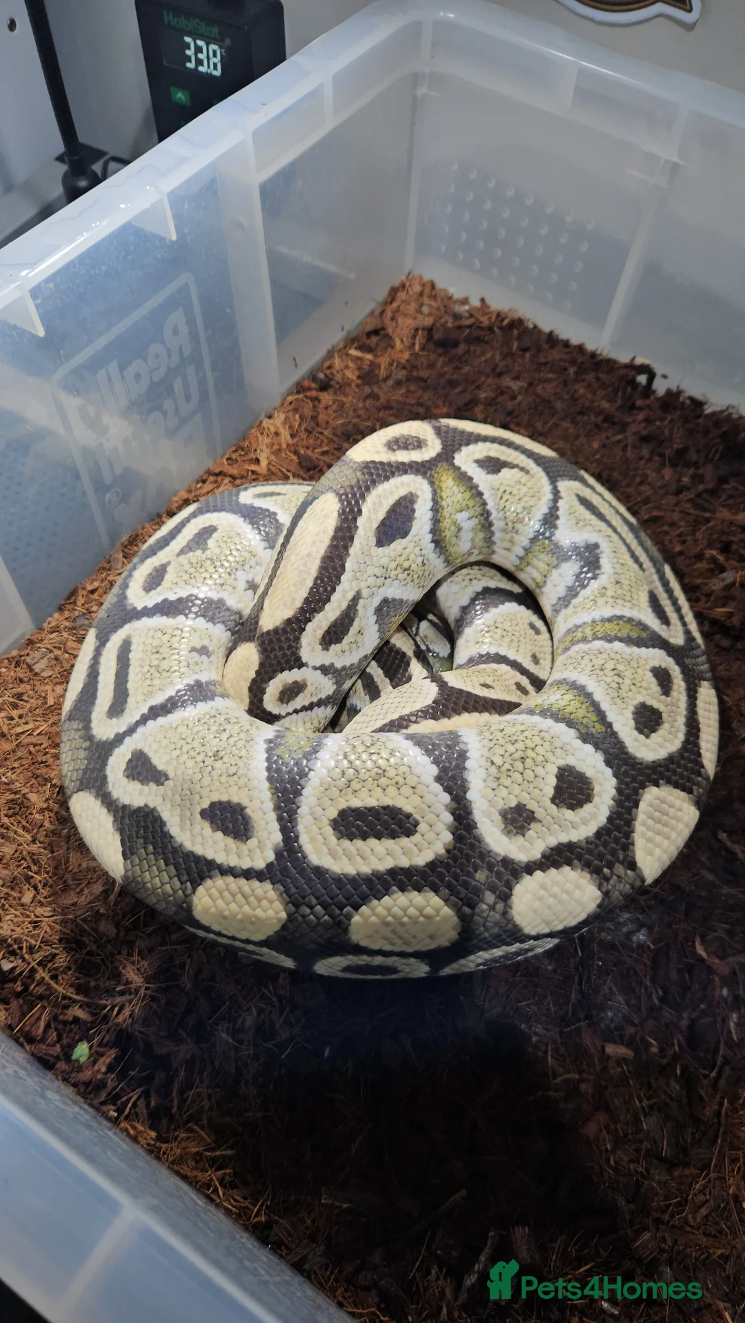 Python Snake reptiles for sale: Desert ghost het clown male proven breeder  - Advert 2
