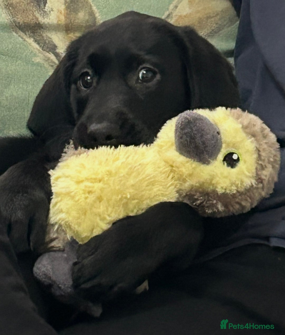 Labrador Retriever dogs for sale: Female Labrador puppy  - Advert 1