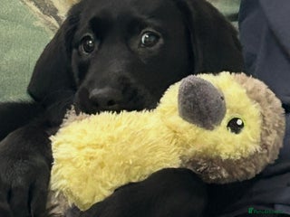 Labrador Retriever dogs Female Labrador puppy - Advert 1