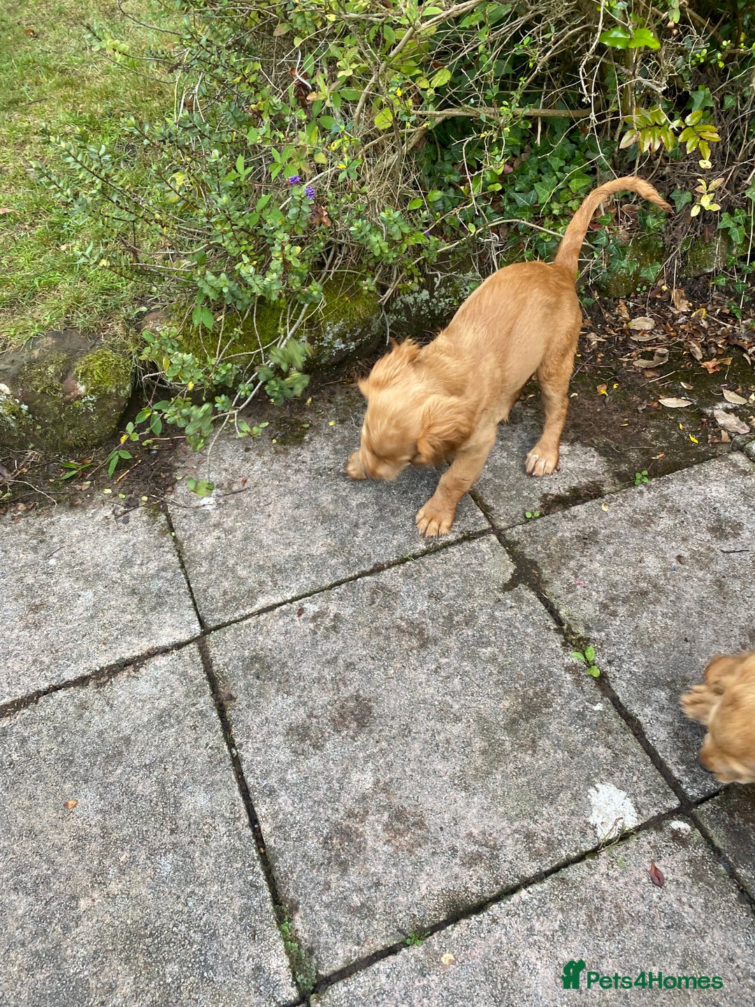Cocker Spaniel dogs for sale: Stunning Working Cocker Spaniel Puppies - Image 21