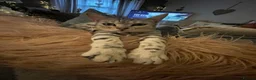 Egyptian Mau cats for sale: Beautiful Egyptian Mau Cat in South Croydon - Advert 17