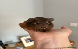 Guinea Pig rodents for sale: baby guinea pigs  - Image 2