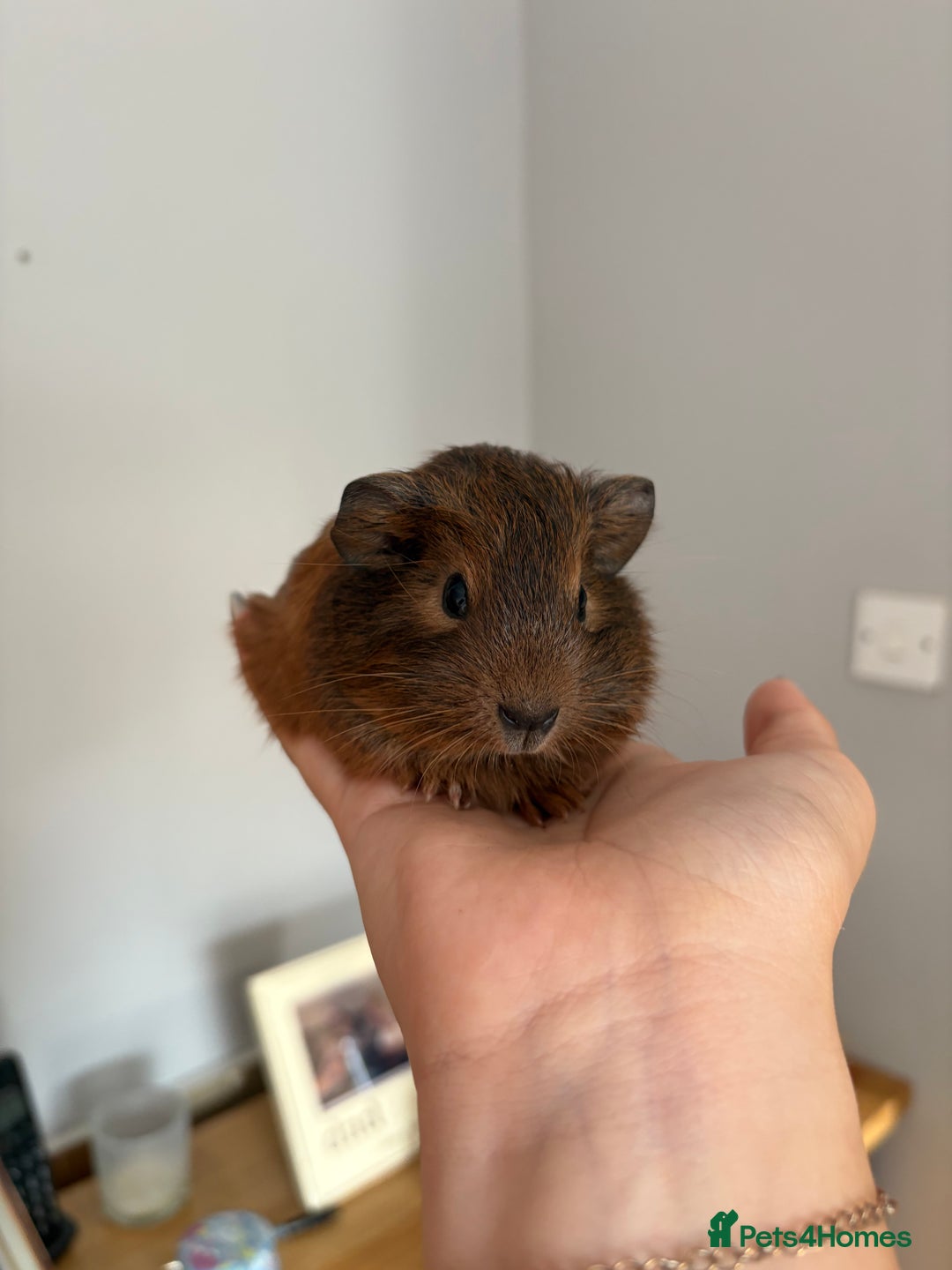 Guinea Pig rodents for sale: baby guinea pigs  - Image 2