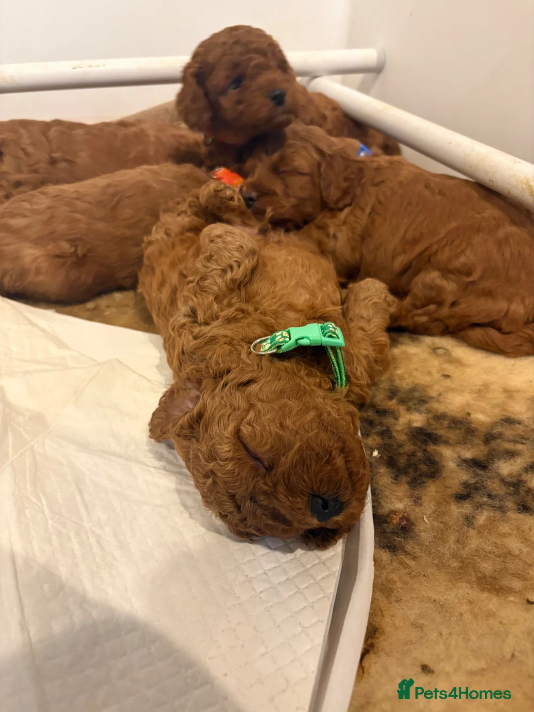 Cockapoo dogs for sale: Stunning Deep Red F1b Cockapoo Puppies - Advert 25