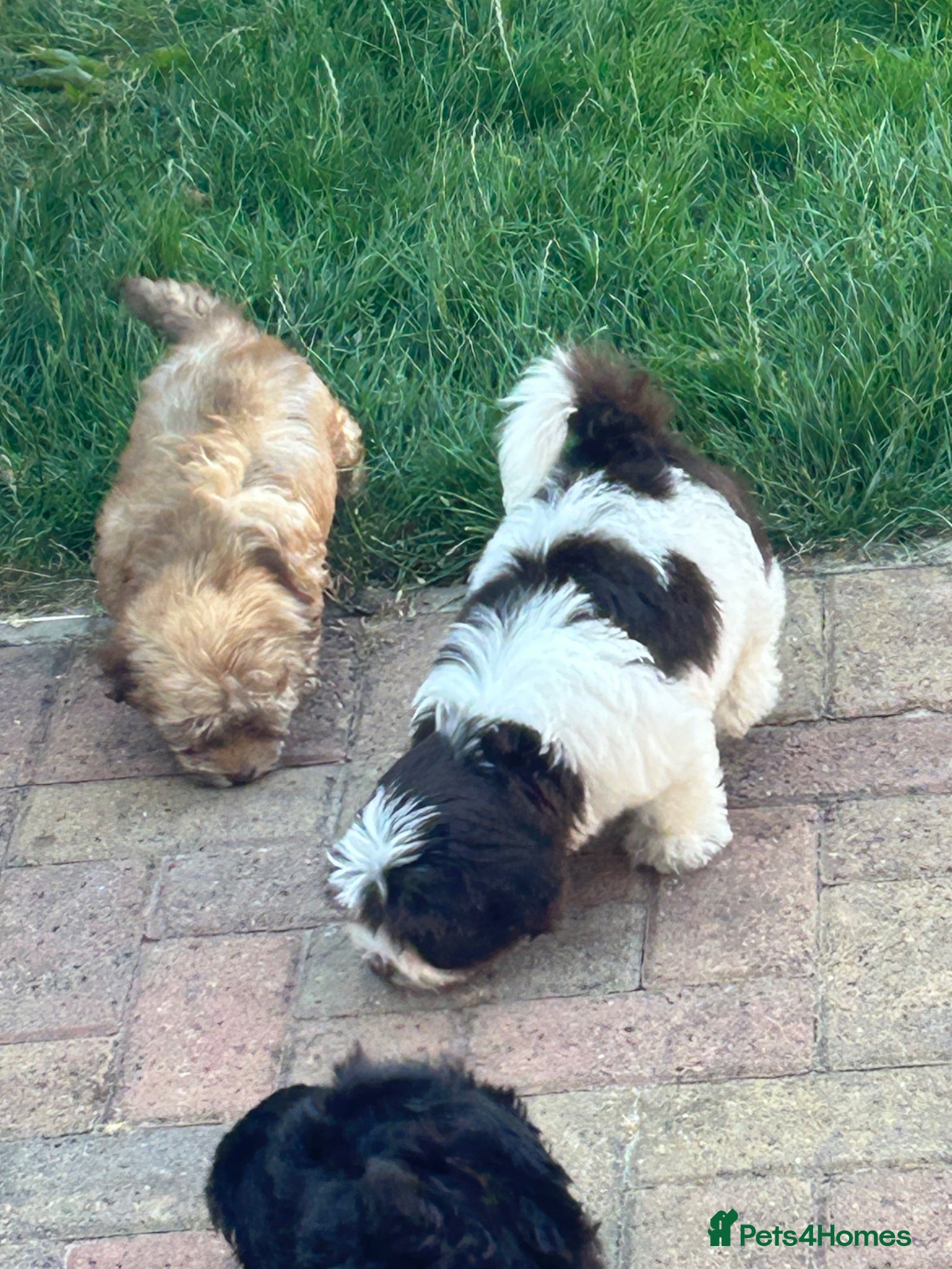 Havanese dogs 8 Exceptional colours KC reg Havanese puppies  - Advert 2