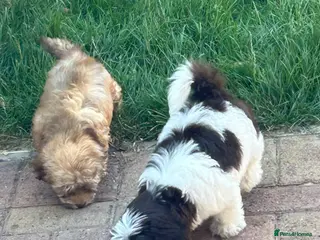 Havanese dogs 8 Exceptional colours KC reg Havanese puppies - Advert 2