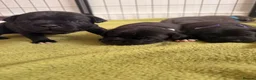 Staffordshire Bull Terrier dogs for sale: KC REG CHAMPION Staffordshire bull terrier puppies - Advert 12