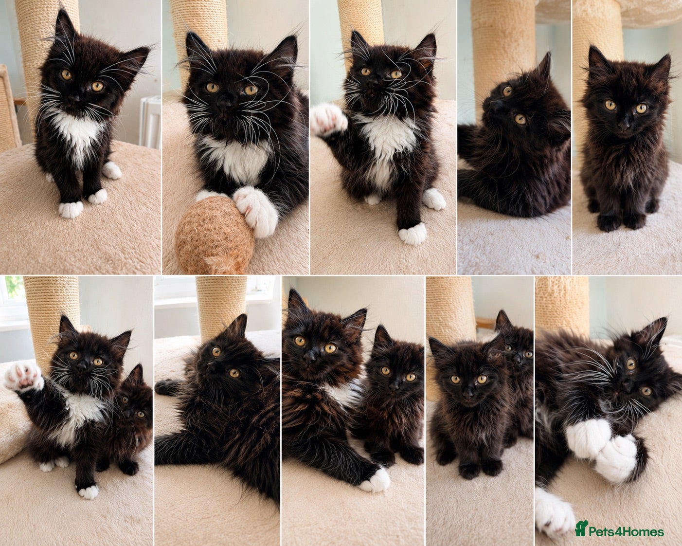 Maine Coon cats Beautiful Maine Coon Kittens - Advert 8