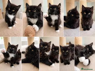 Maine Coon cats Beautiful Maine Coon Kittens - Advert 8