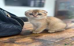Scottish Fold cats for sale: SCOTTISH FOLD FEMALE - Image 3