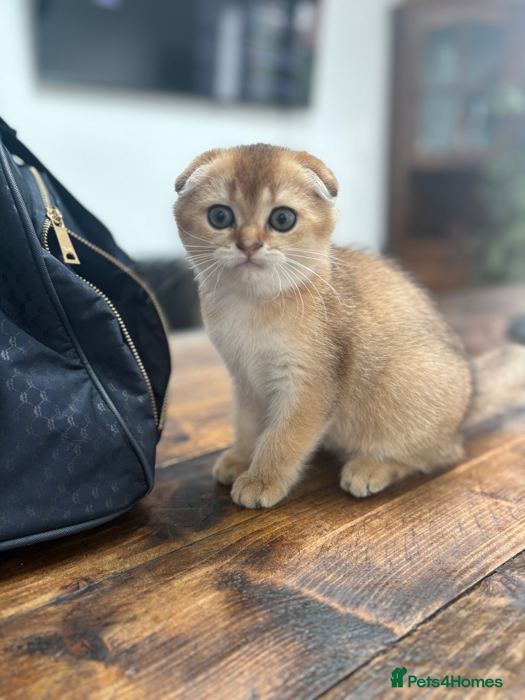 Scottish Fold cats for sale: SCOTTISH FOLD FEMALE - Image 3
