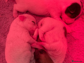 Jack Russell dogs Outstanding litter of Jack Russell puppies - Advert 5