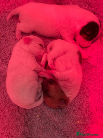 Jack Russell dogs - Advert 1