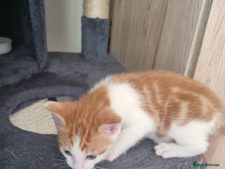 Mixed Breed cats - Advert 34