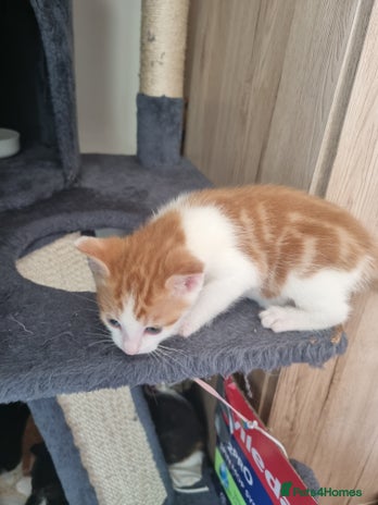 Mixed Breed cats - Advert 2