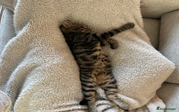 Domestic Shorthair cats for sale: quincy  - Image 5